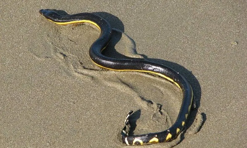 a yellow-bellied sea snake wiggles around in the sand