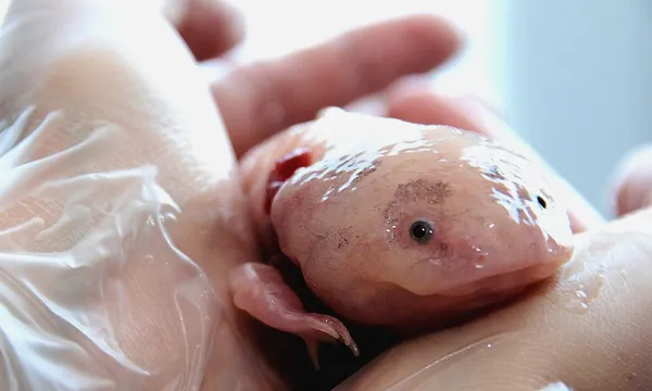 Hands Holding Axolotl