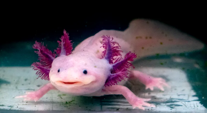 axolotl mexican salamander portrait underwater