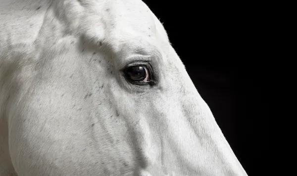 Eye of white horse