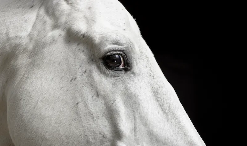 Eye of white horse