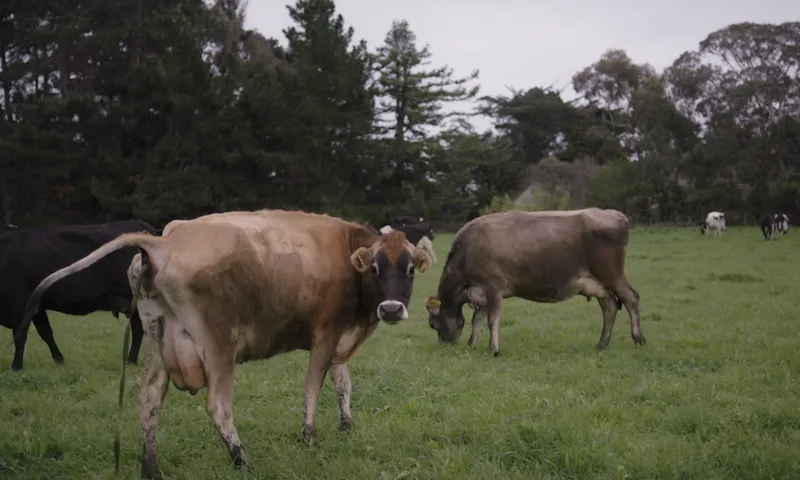 Ep 1 Graded Cows.mov.00_00_23_02.Still004
