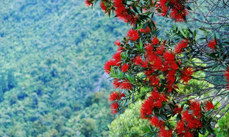 Rata in Bloom (Metrosideros Umbellata)