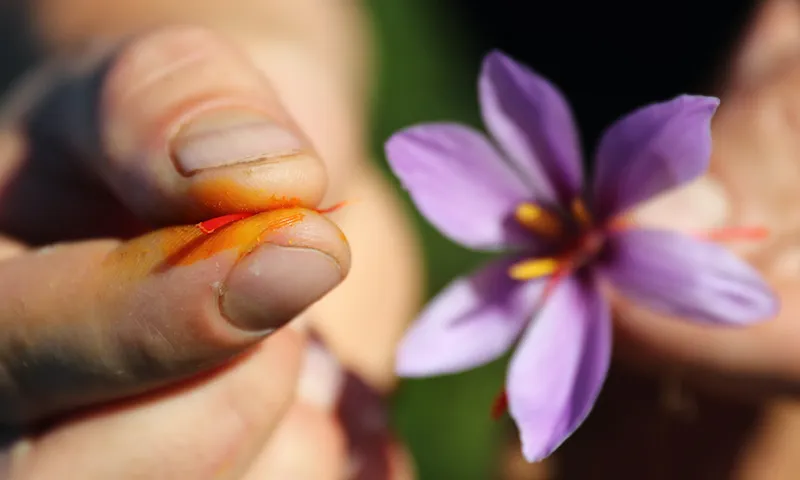 Saffron from Franconia