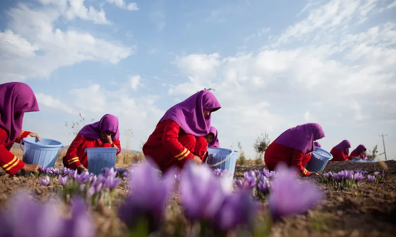 Saffron Harvested in Herat