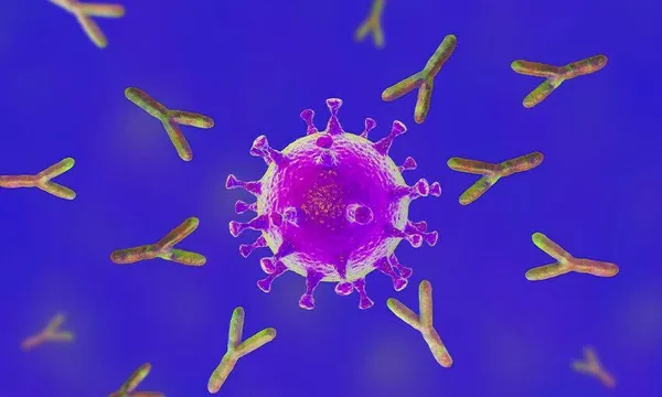 antibodies