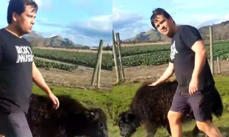 Simon Bridges in t shirt and shorts, patting a baby yak in a paddock