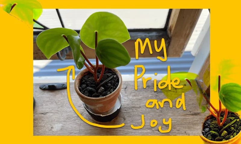 plantjoy