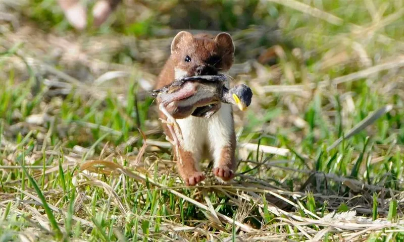 stoat-with-chick-hero