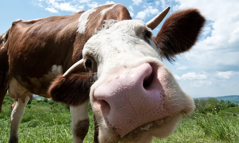 Cow looking straight into the came1ra