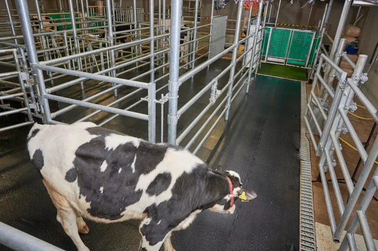 A calf at the start of alley, at the far end.