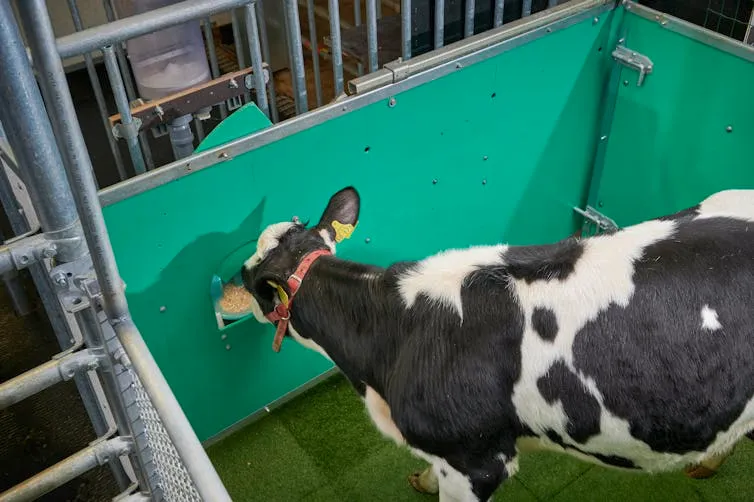 Calf consumes the reward.