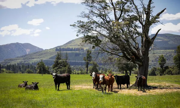 Five farms were approved for sale in July to become commercial forests (RNZ:Nate McKinnon)