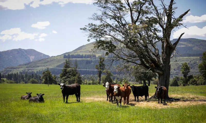 Five farms were approved for sale in July to become commercial forests (RNZ:Nate McKinnon)