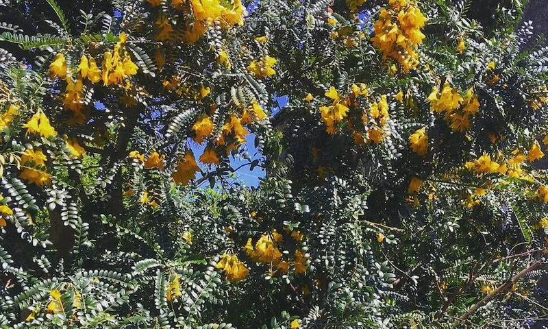A mature kōwhai in full bloom, dense foliage, blue sky peeking through