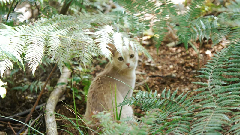 Close-Up Of Cat On Plants