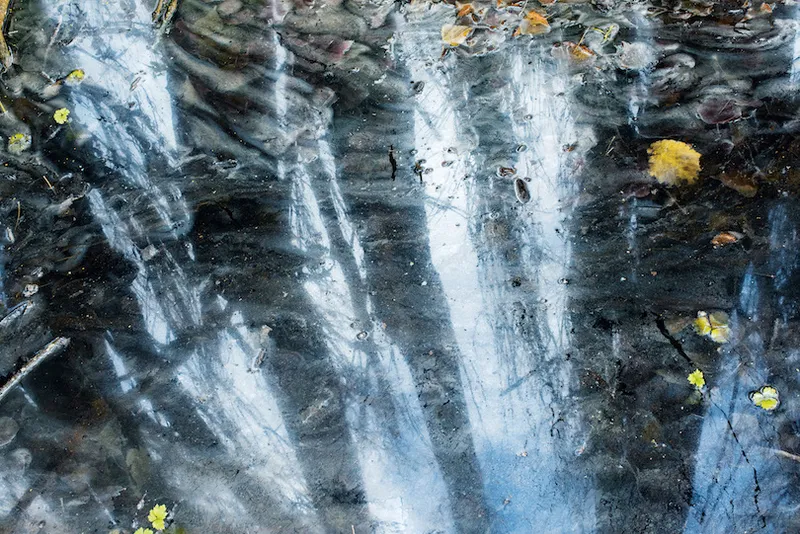 Photograph of a creek or a deep puddle: still, dark water with leaves floating on it, and reflections of long tall tree trunks.