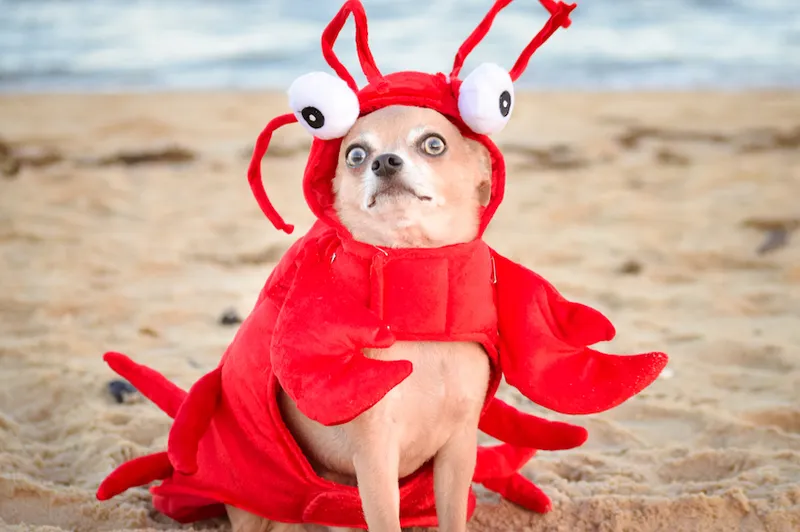 Lobster Chihuahua