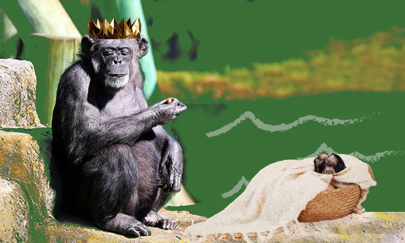 FeatureImage_850x510_WellingtonPregnantChimp