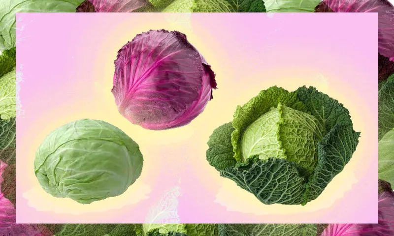 cabbage