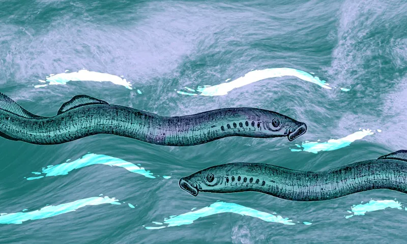 Illustration of two piharau against a blue background.