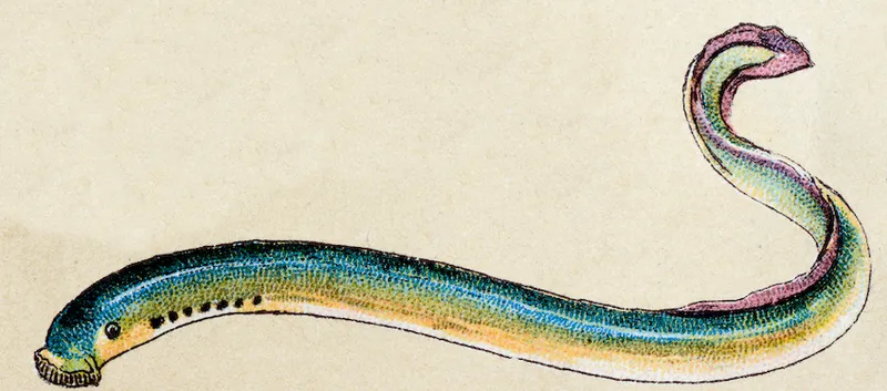 Lamprey, fish animals antique illustration