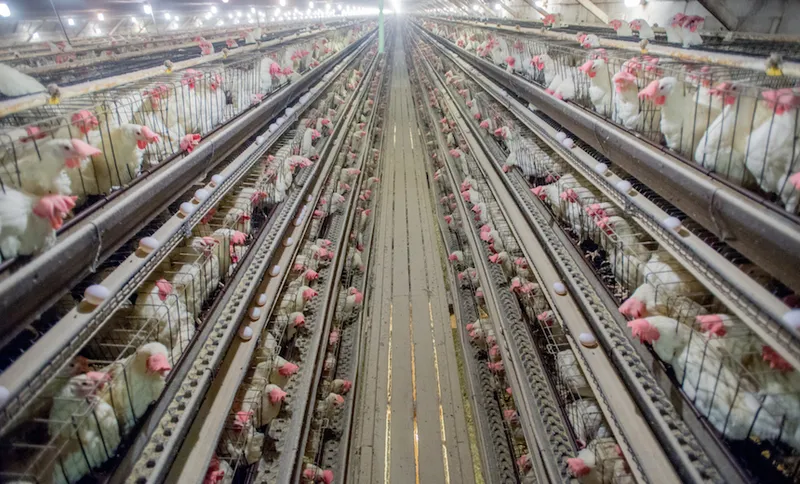 Chickens in Cages