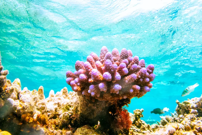 Close-up of lilac coral in Great barrier reef