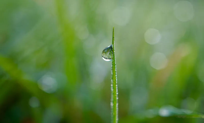 A raindrop on a blade of grass