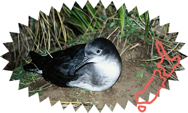 Tītī