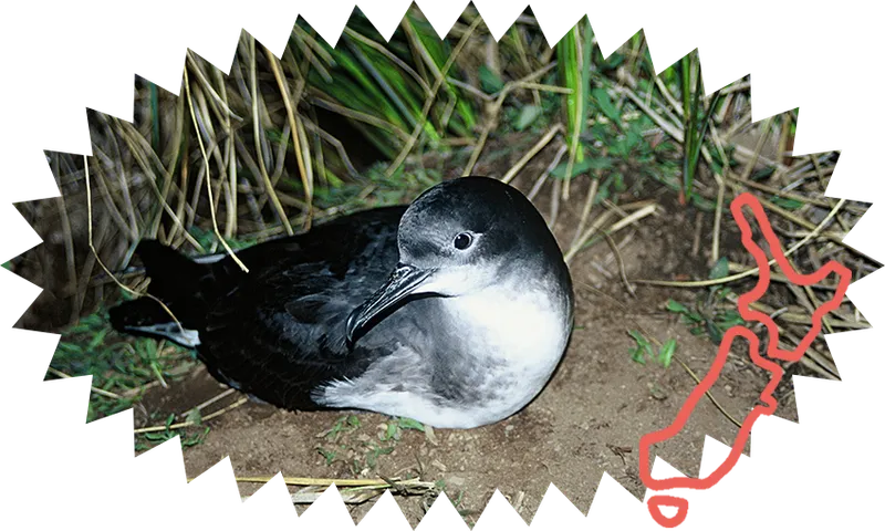 Tītī