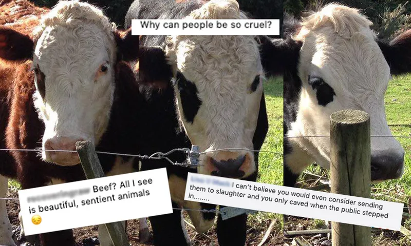 cows_001