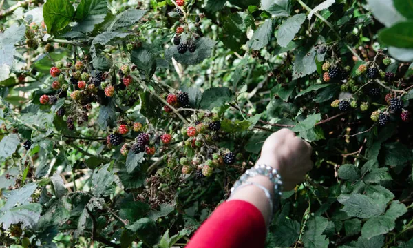 One woman, picking black berries from a hedge