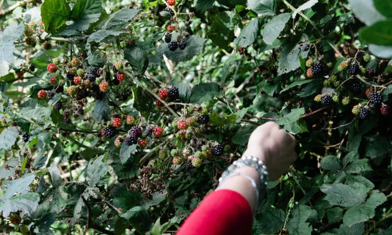 One woman, picking black berries from a hedge