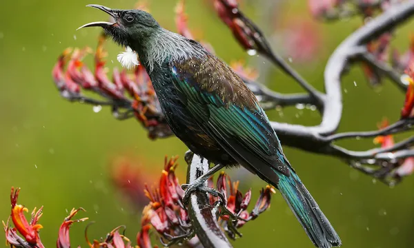 Native New Zealand Birds