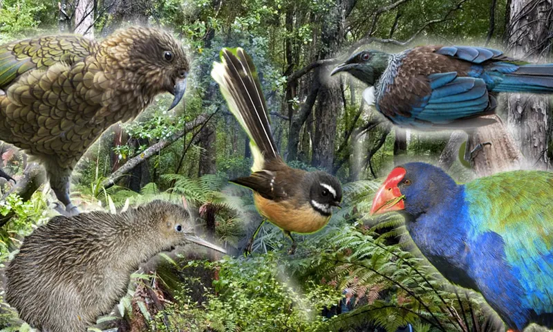 birds