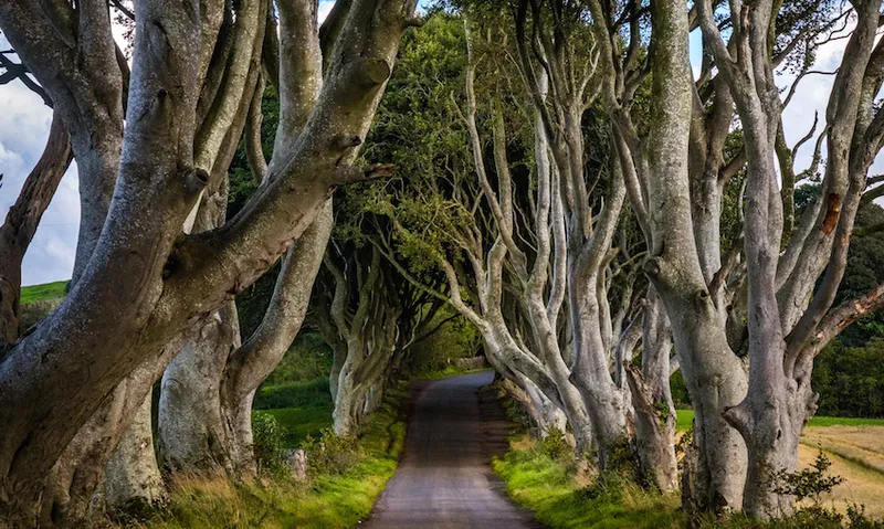 The Dark Hedges, Northern Ireland