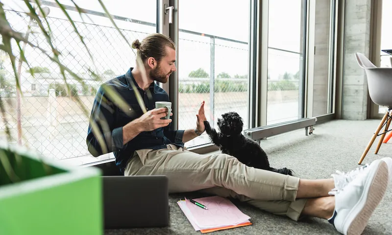 Young businessman with laptop sitting on the floor in office playing with dog