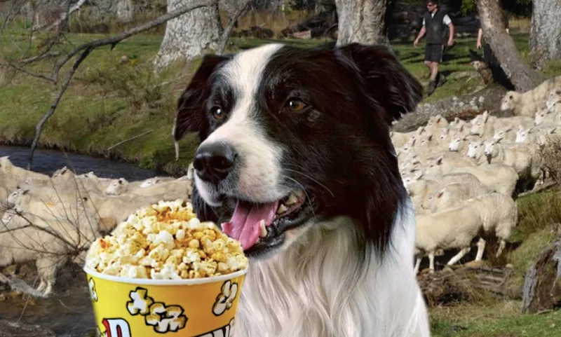 dog