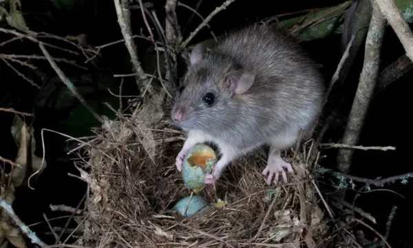 rat eating blackbird egg file photo