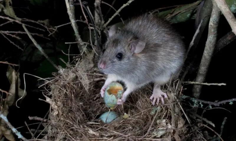 rat eating blackbird egg file photo