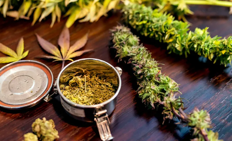 Cannabis tin can sitting next to trimmed marijuana plants
