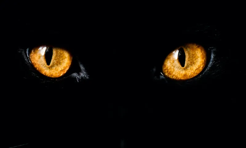 Close up of yellow eyes on black cat