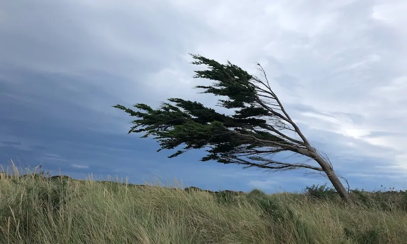 Tree On Field Against Sky