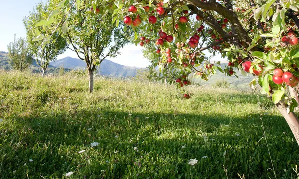 Apples On Branch