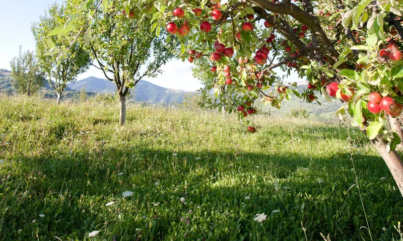 Apples On Branch