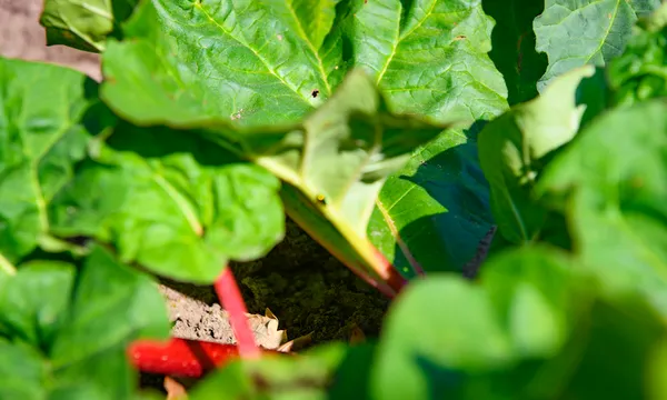 Rhubarb plants with red Rhubarb Stalks growing in a vegetable garden