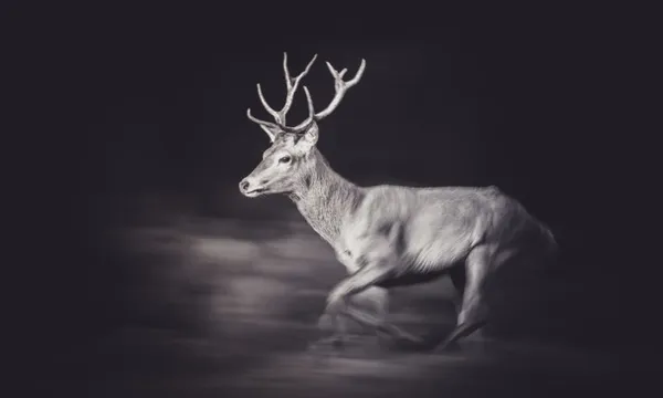 Red deer (Cervus elaphus)