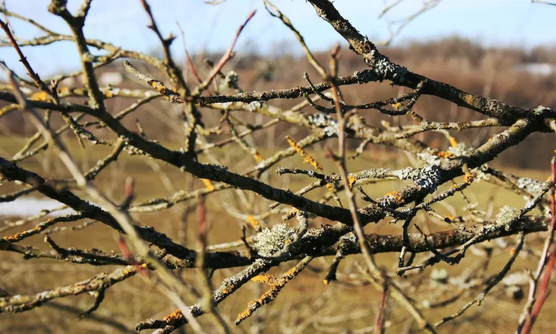 Plum branch with lichen