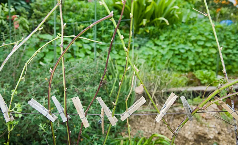 Pegs holding Boysenberry bushes.